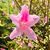 Pamela Bailey's profile image