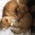 Susan Tanner Abrams's profile image