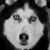Therese Di Carlo Bach's profile image