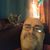 Lucas Van Enger's profile image
