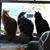Ginny Hevener's profile image