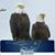 Lois Marie Ingalls Lenfest's profile image