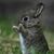 Chris Vuong's profile image
