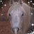 Linda Lane-Merrill's profile image