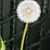 Linda Thistle's profile image
