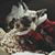 Carol Brooks Snopek's profile image