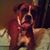 Denise Green's profile image