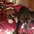 Sharon Smith's profile image