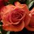 Melissa Karst's profile image