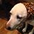 Patrick McEntee's profile image