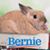 Pam A Beegle's profile image