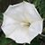 Wendy Foose Poston's profile image