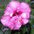 Ann Mason's profile image