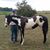 Dawn Clemens's profile image