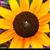Debbie King Volk's profile image