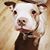 Katie Elder's profile image