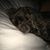 Sherri Thompson-Lohmar's profile image
