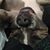 Sara Campeau's profile image