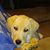 Kristi Thorson Carlson's profile image