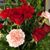 Melissa Jones Applewhite's profile image