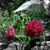 Carol McDonald Henry's profile image
