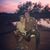 Sara Pollock Wagner's profile image