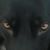Dollie Lloyd's profile image