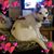Carlyn Toon Campbell's profile image