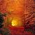 Carol Barham's profile image