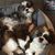 Carolyn Klucha's profile image