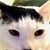 Whitey Kittenz's profile image