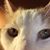 Kate Mertens's profile image