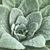 Sara Jane Brackenbury's profile image
