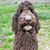 Chris Knopf's profile image