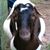 Cathy Lamb Gateley's profile image