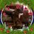 Susan Miller's profile image