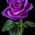 Diane H Bennett's profile image