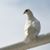Cheryl Wiese's profile image