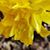 Sherry Kiesling Goodrich's profile image
