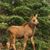 Carol Marple's profile image