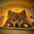 Stephanie Dewees's profile image