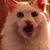 Jan Shearon's profile image