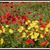 Sue Lovgren's profile image