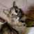 Caroline Veno's profile image