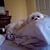 Tiffany Morello Sharfin's profile image