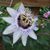 Donna Pugliese's profile image