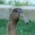 Rick Cedillo's profile image