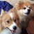 Sharon Somosky Burke's profile image