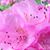Robin Patsfield's profile image