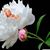 Marjorie Cabrera's profile image